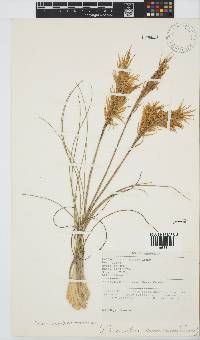 Geochloa decora image