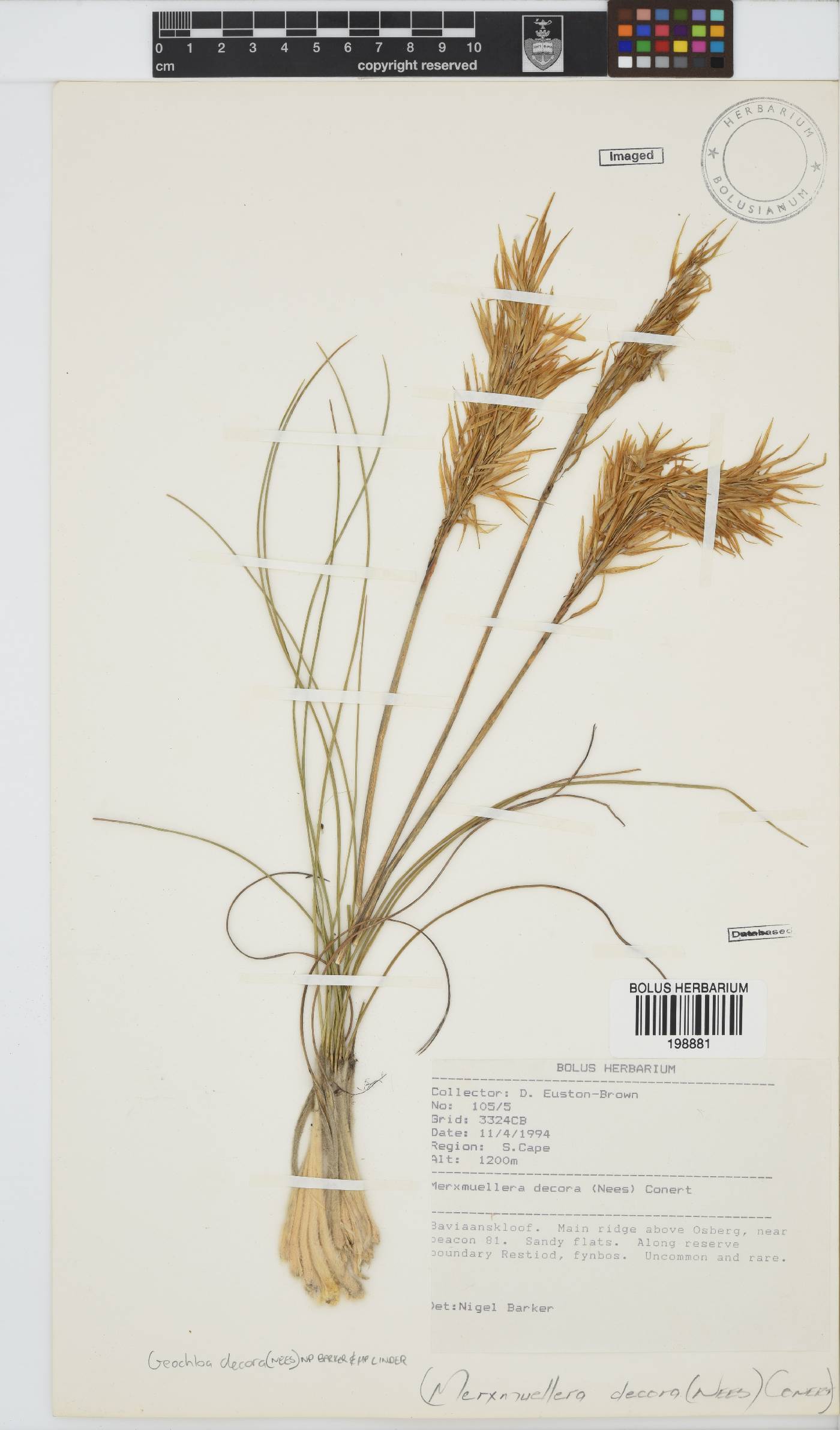 Geochloa decora image