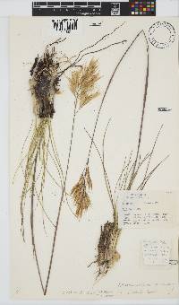 Geochloa decora image