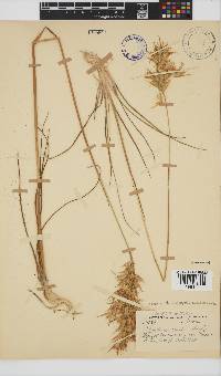 Geochloa decora image