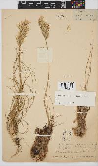 Geochloa decora image