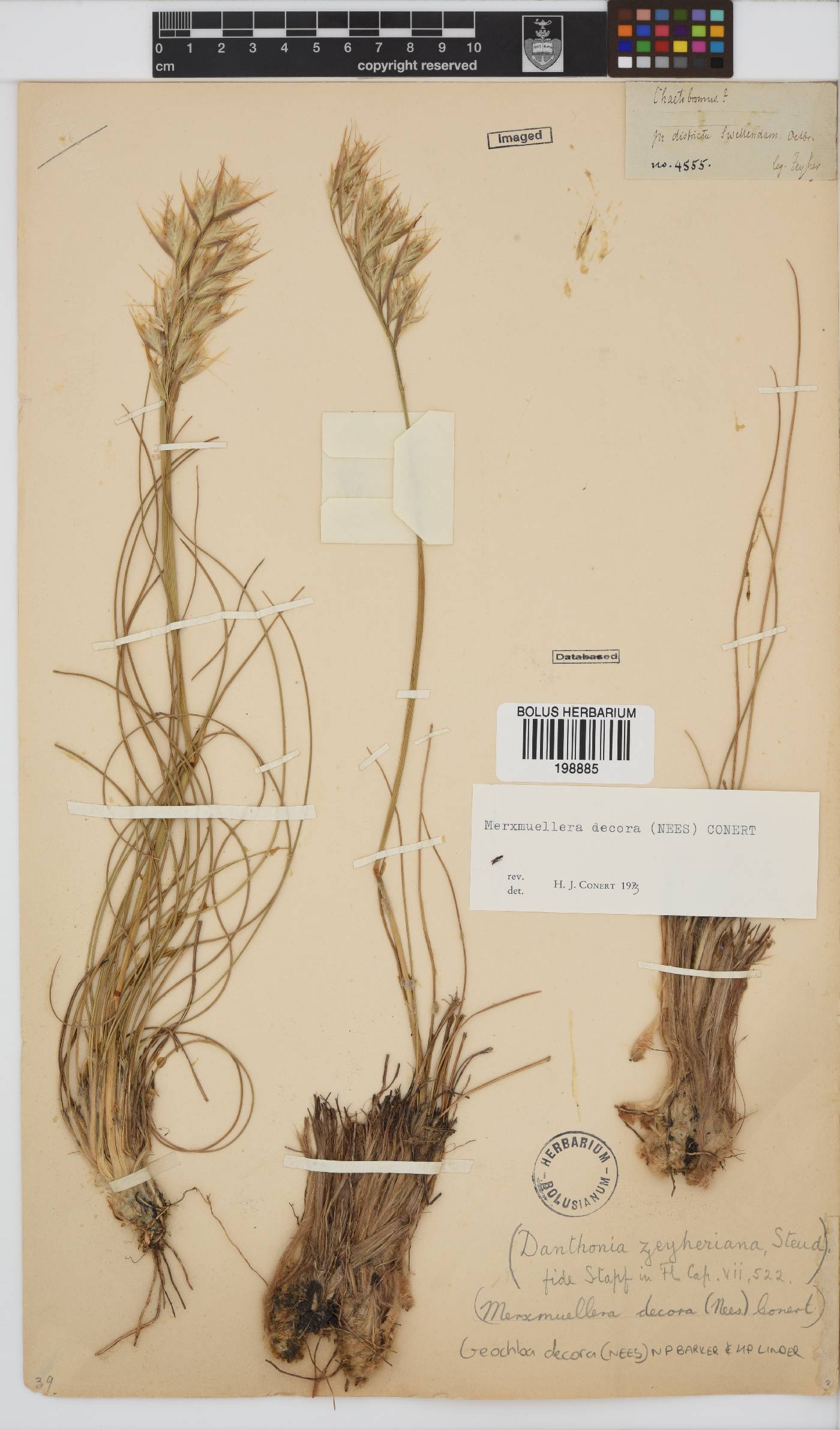 Geochloa decora image