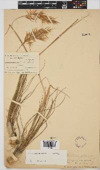 Geochloa decora image