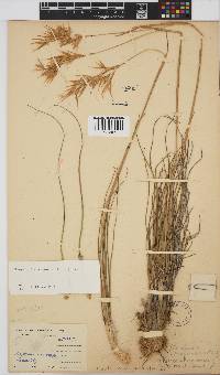 Geochloa decora image