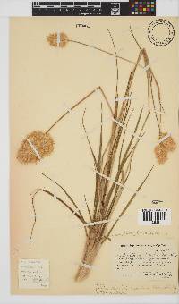 Geochloa lupulina image