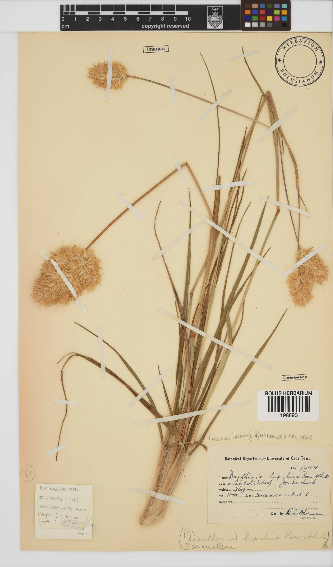 Geochloa lupulina image