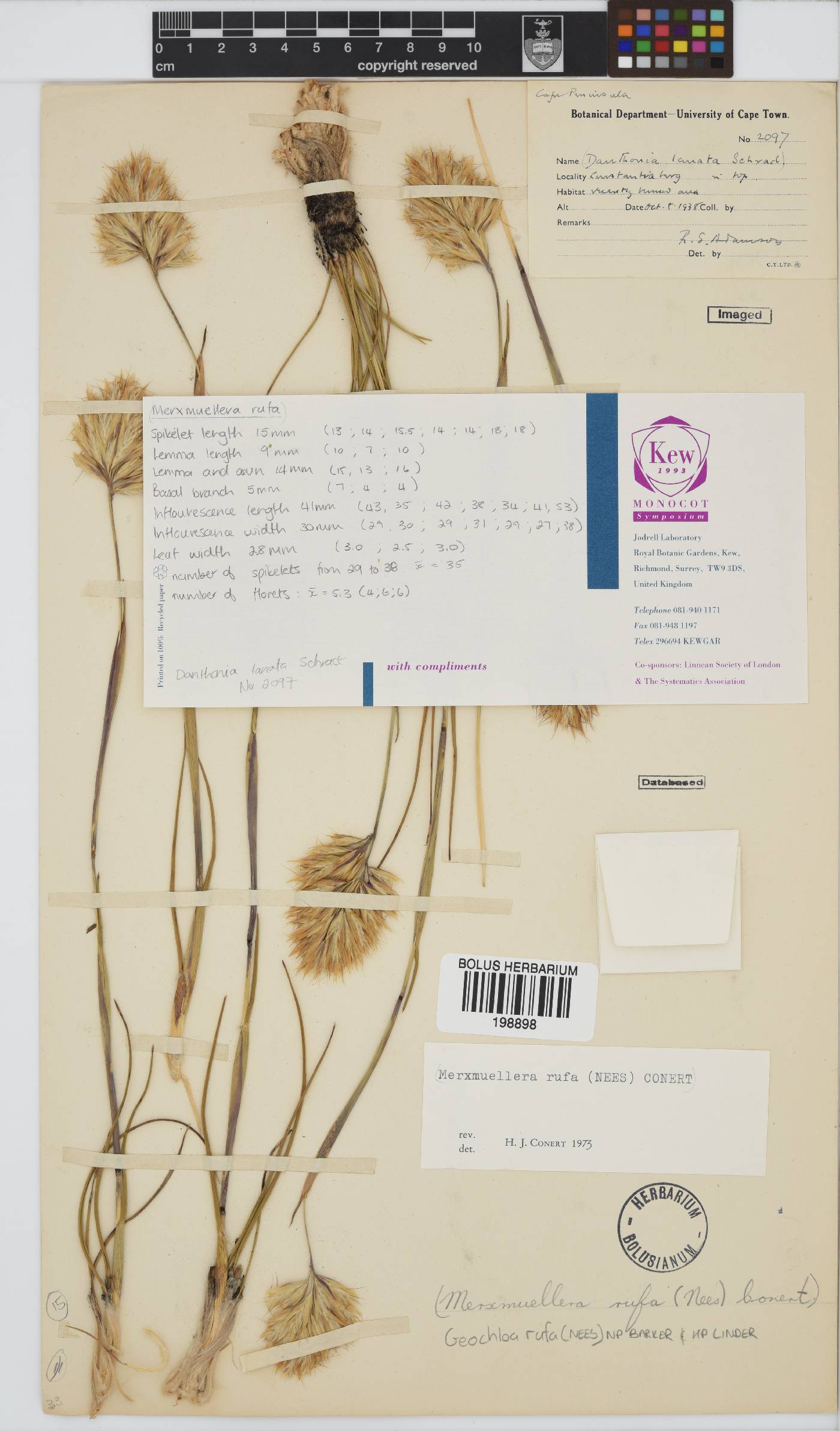 Geochloa image