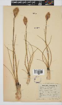 Geochloa rufa image