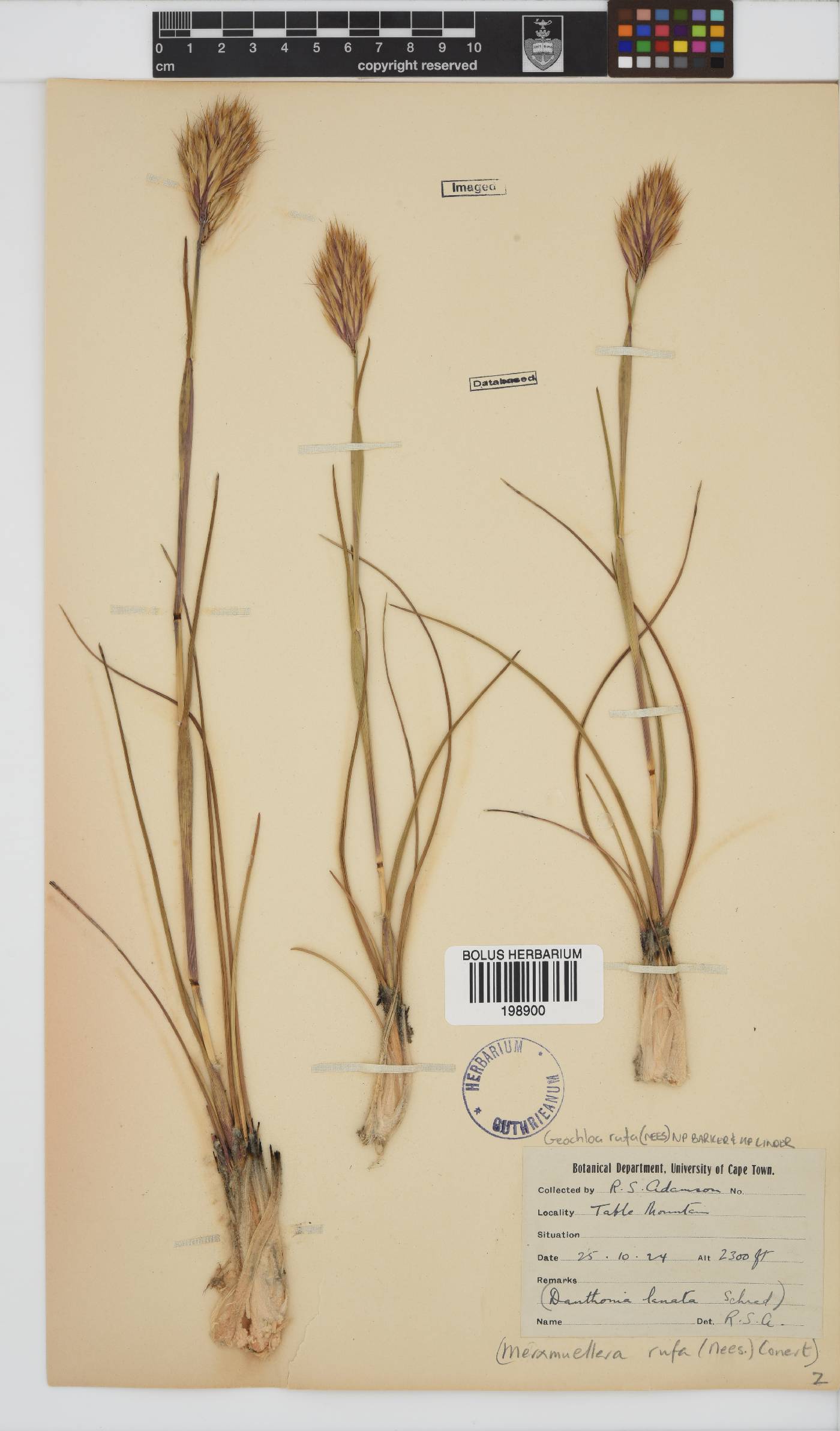 Geochloa image