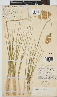 Geochloa rufa image