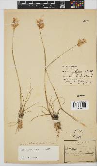 Geochloa rufa image