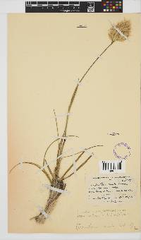 Geochloa rufa image