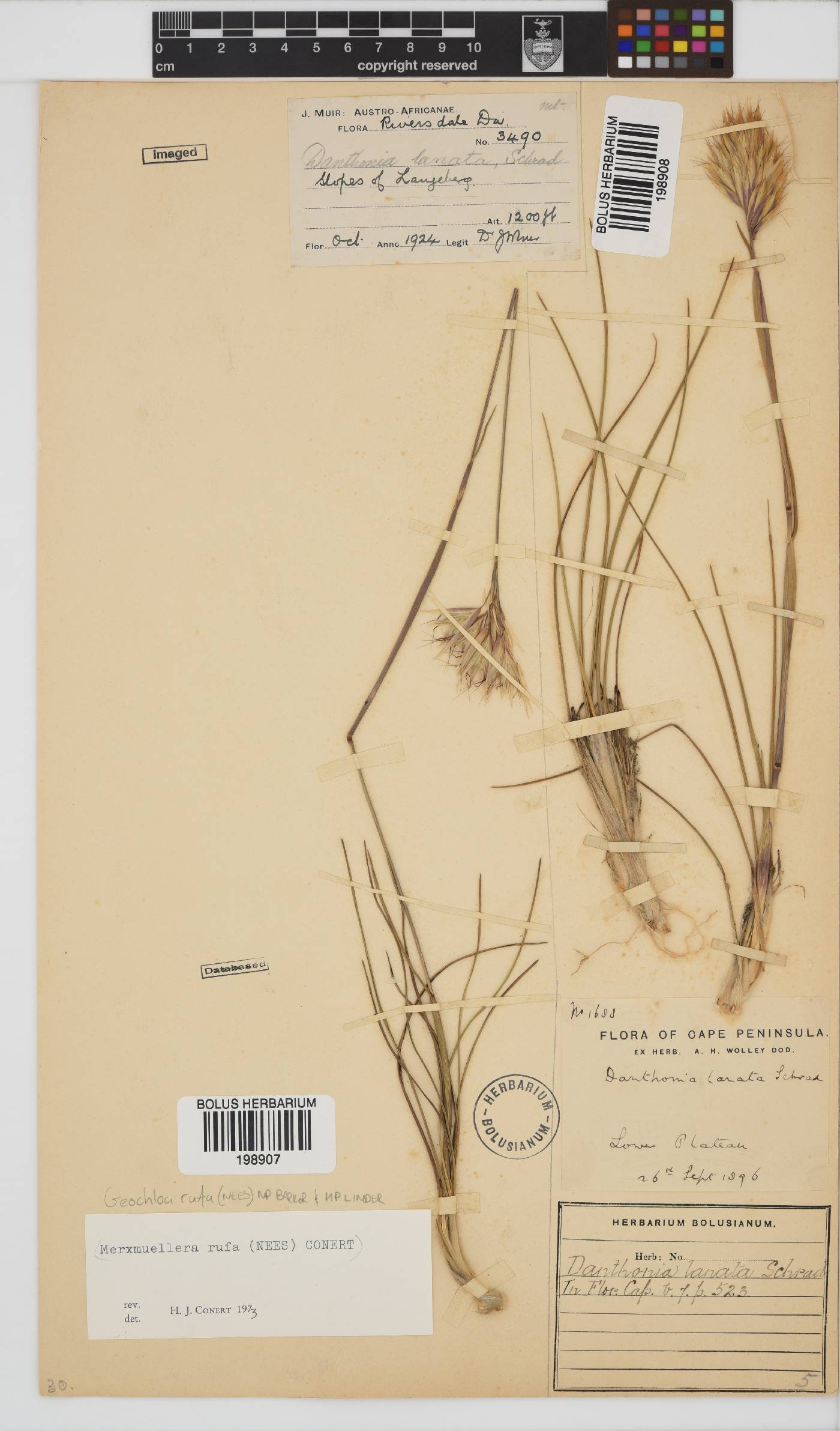 Geochloa image