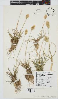 Geochloa rufa image