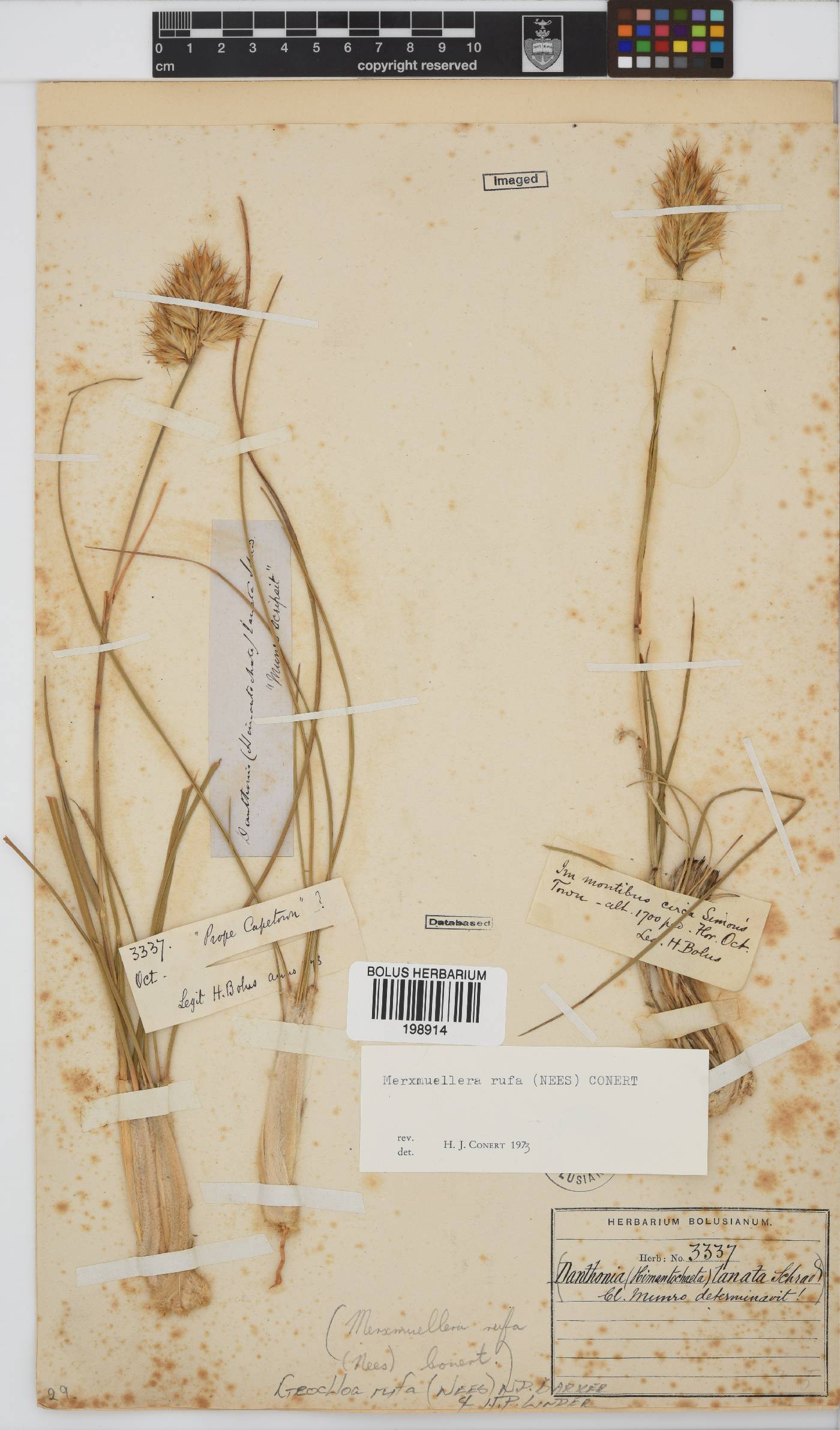 Geochloa rufa image
