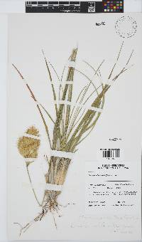 Geochloa rufa image