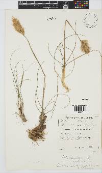 Geochloa rufa image