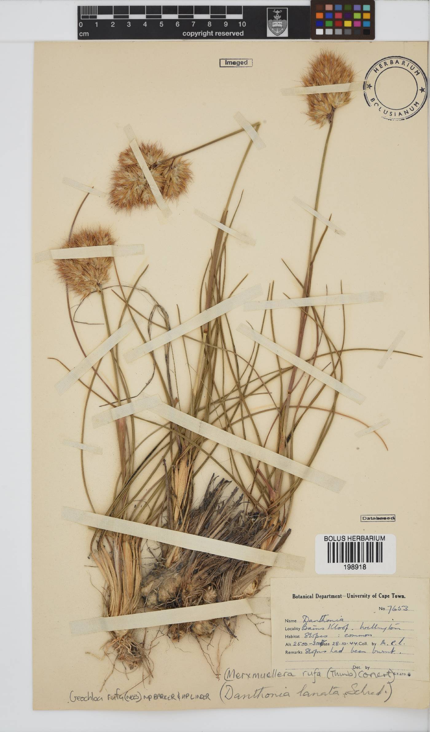 Geochloa rufa image