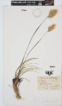 Geochloa rufa image