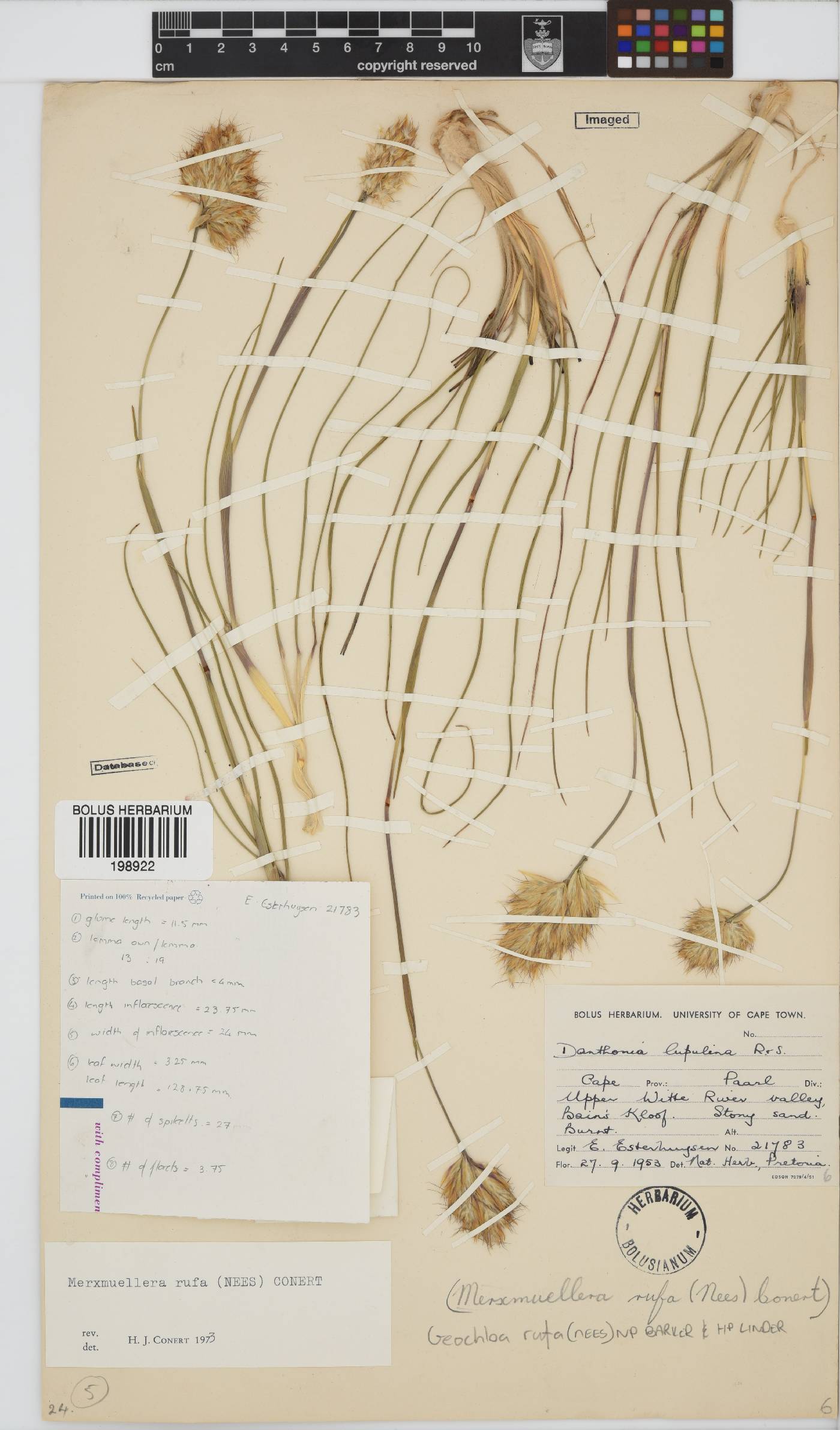 Geochloa rufa image