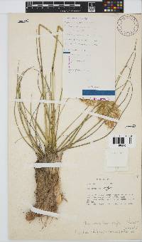 Geochloa rufa image