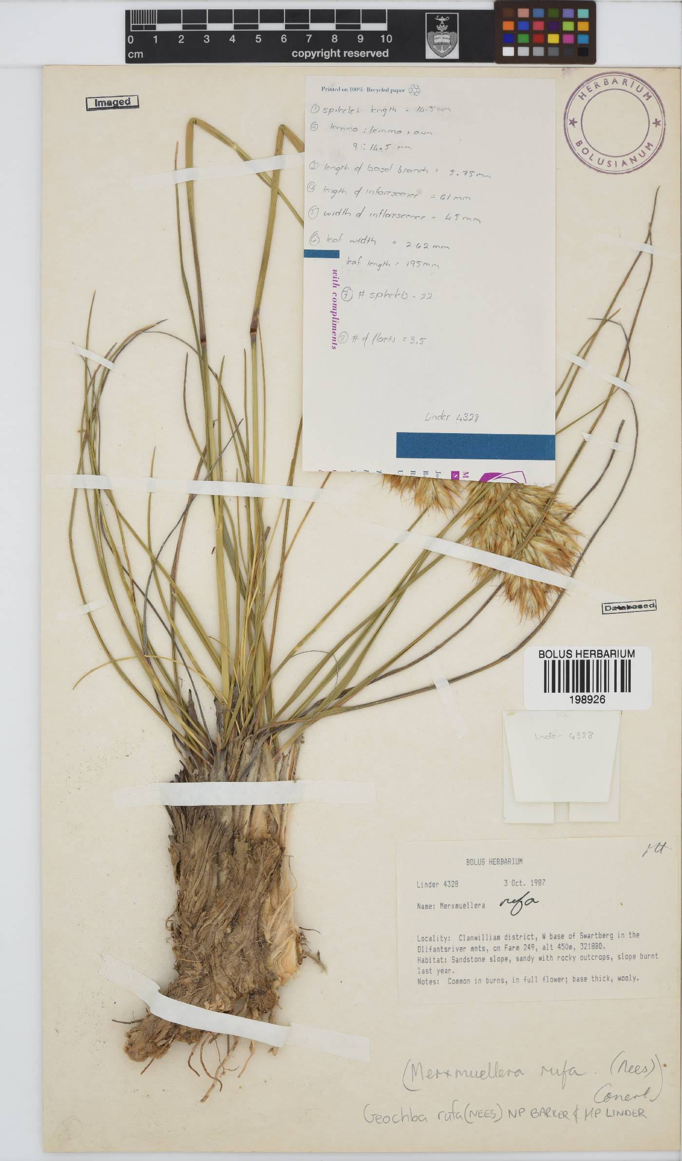 Geochloa rufa image