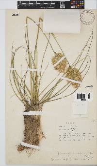 Geochloa rufa image