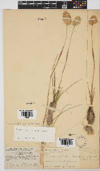 Geochloa rufa image