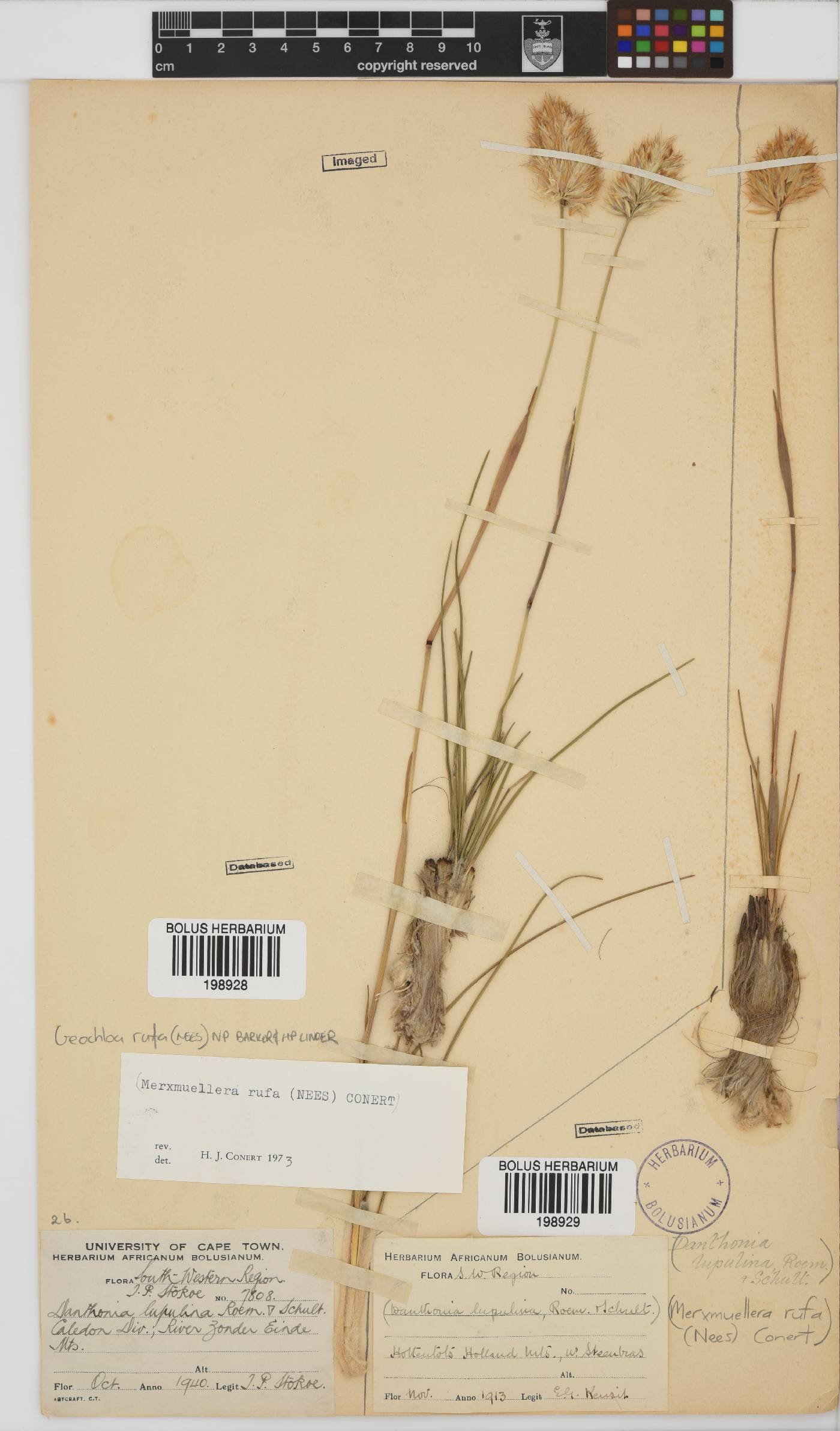 Geochloa rufa image