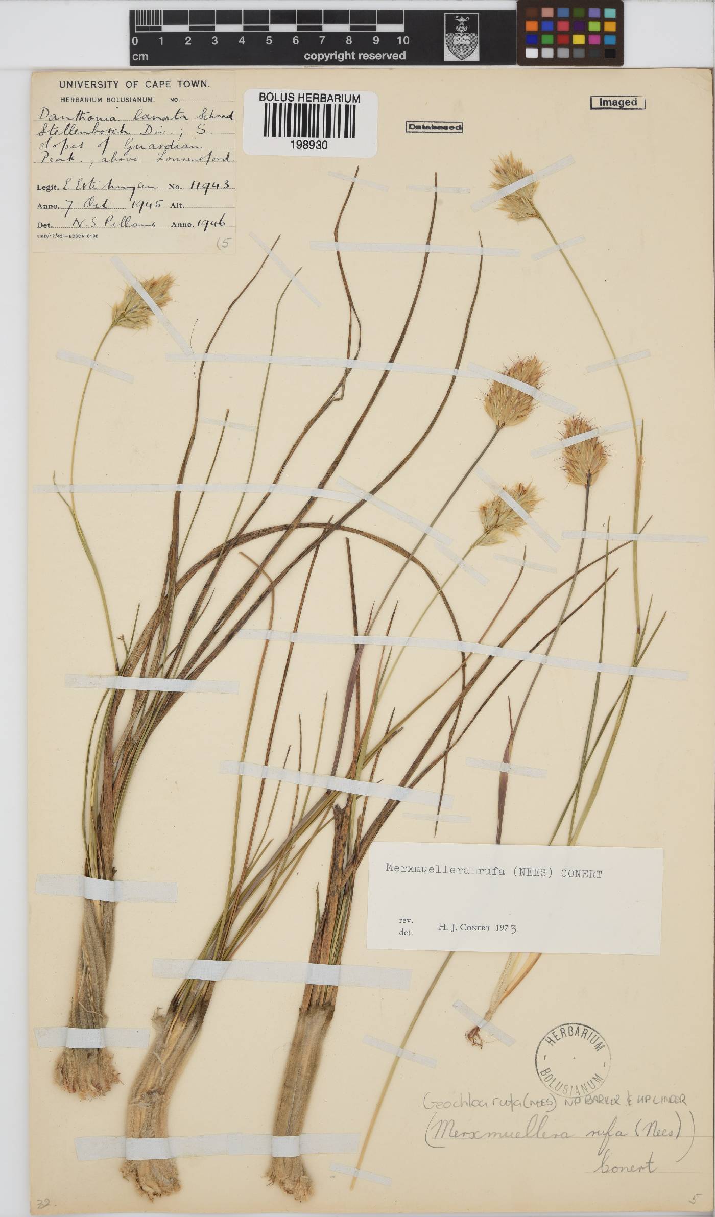 Geochloa rufa image