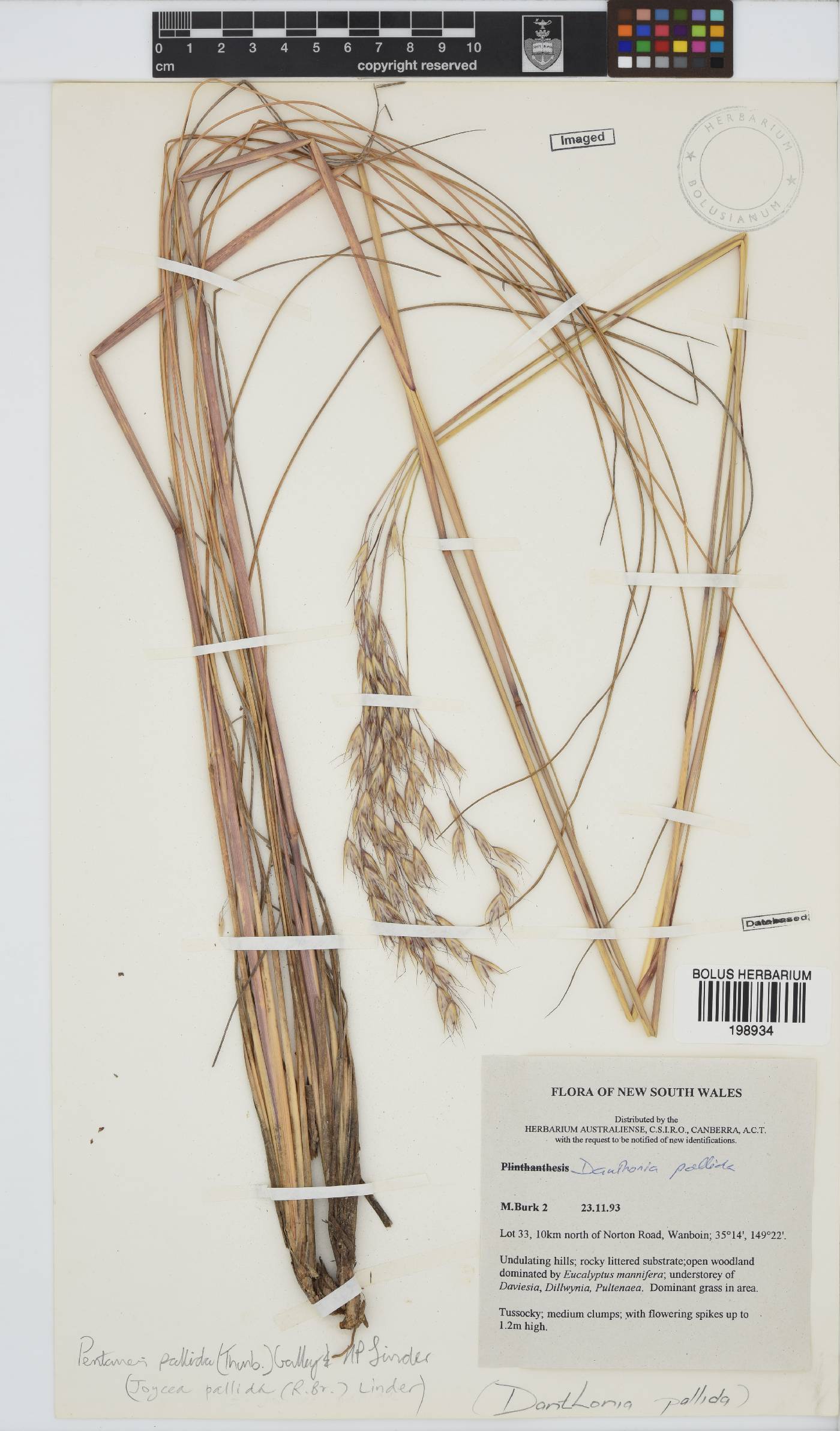 Rytidosperma dendeniwae image