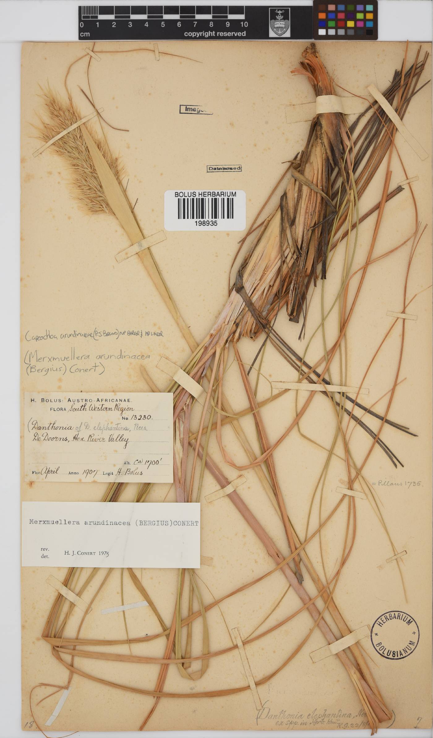 Capeochloa image