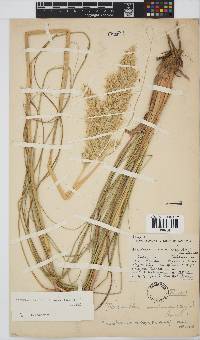 Capeochloa arundinacea image