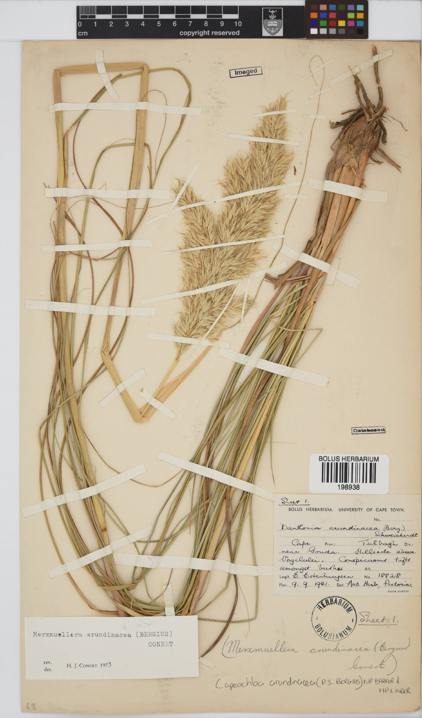 Capeochloa arundinacea image