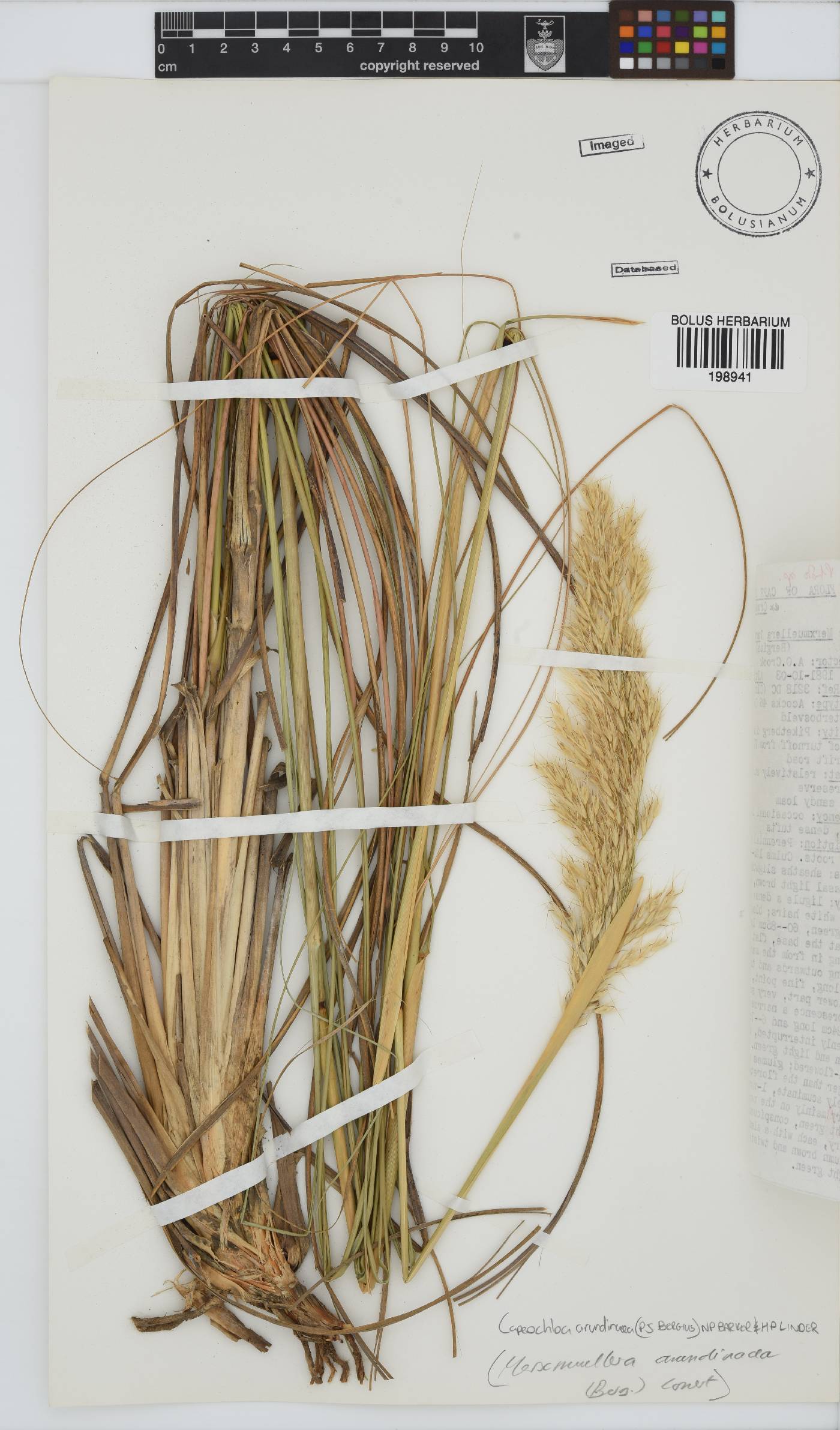 Capeochloa arundinacea image