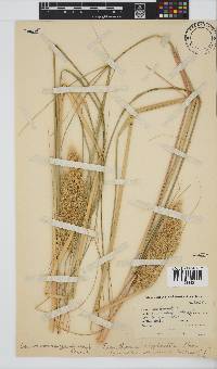 Capeochloa arundinacea image