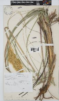 Capeochloa arundinacea image