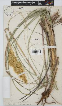 Capeochloa arundinacea image