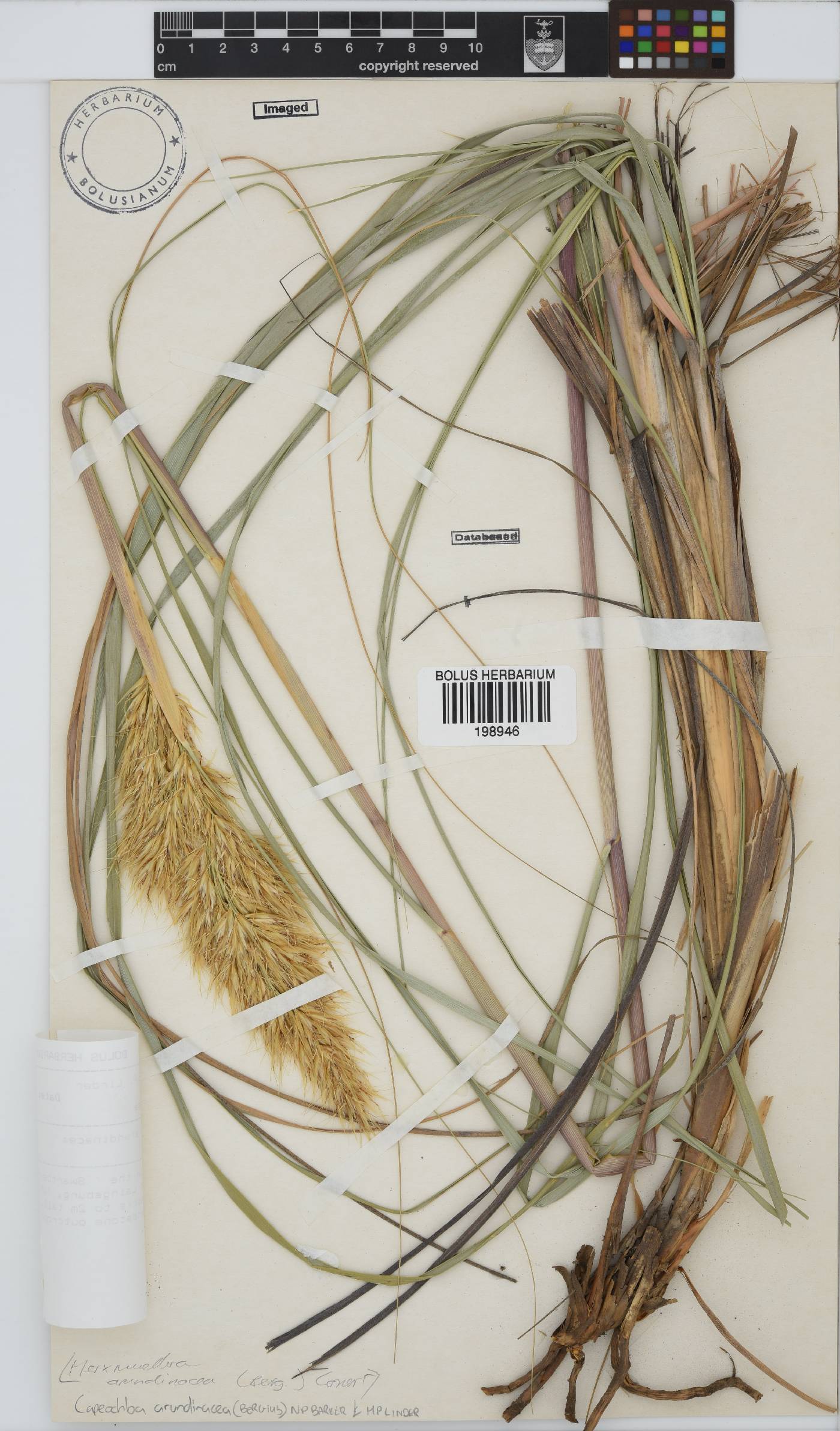 Capeochloa arundinacea image