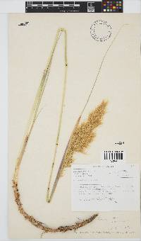 Capeochloa arundinacea image