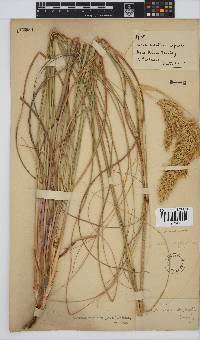 Capeochloa arundinacea image