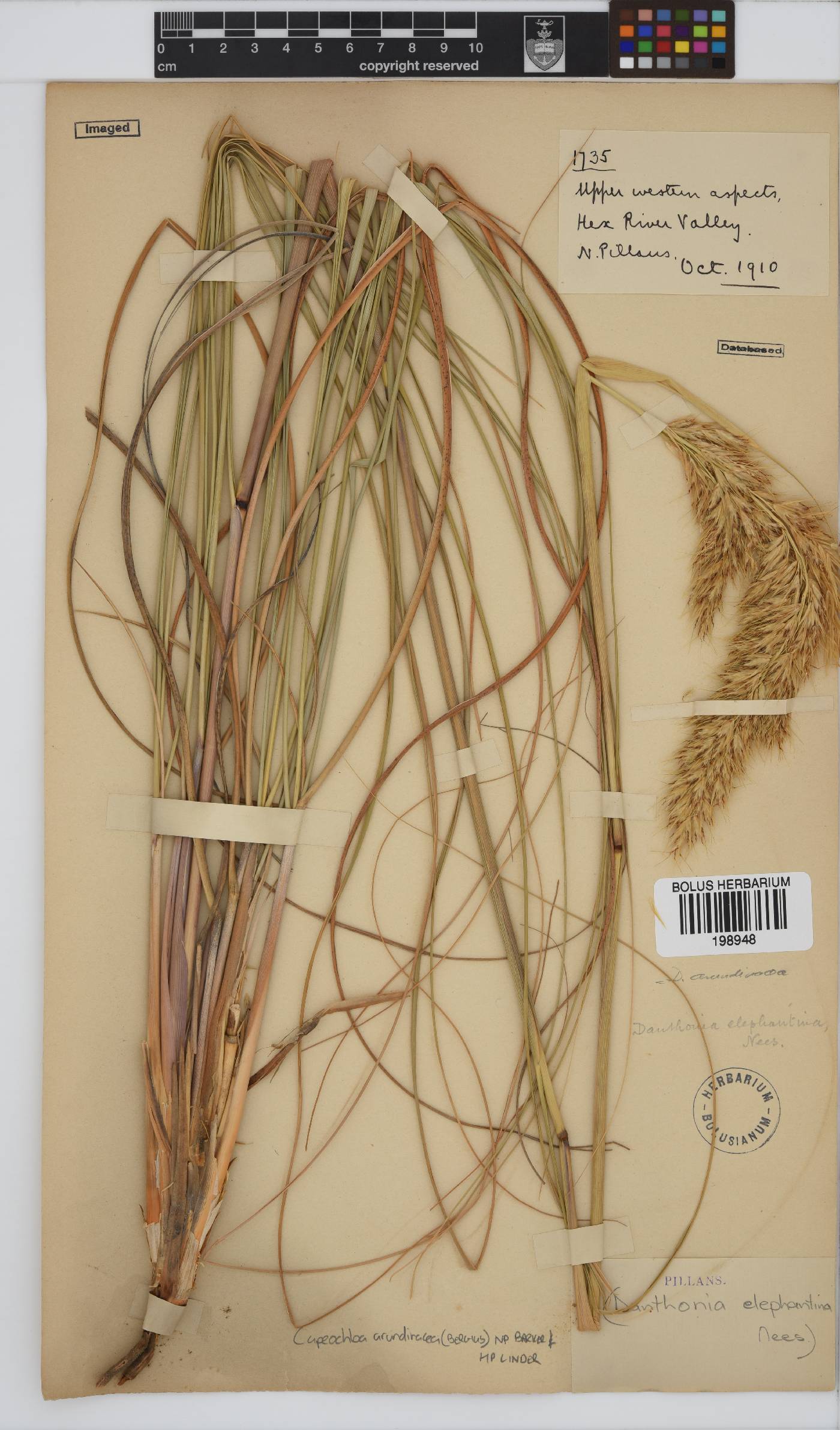 Capeochloa arundinacea image