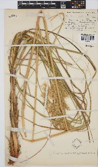 Capeochloa arundinacea image