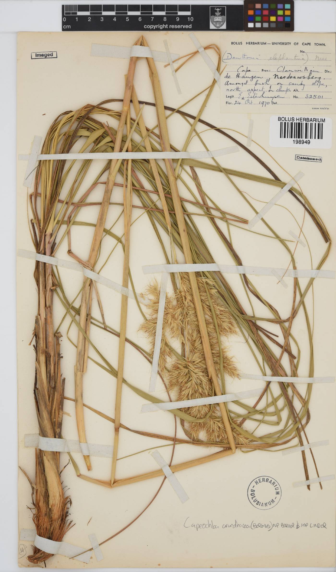 Capeochloa arundinacea image