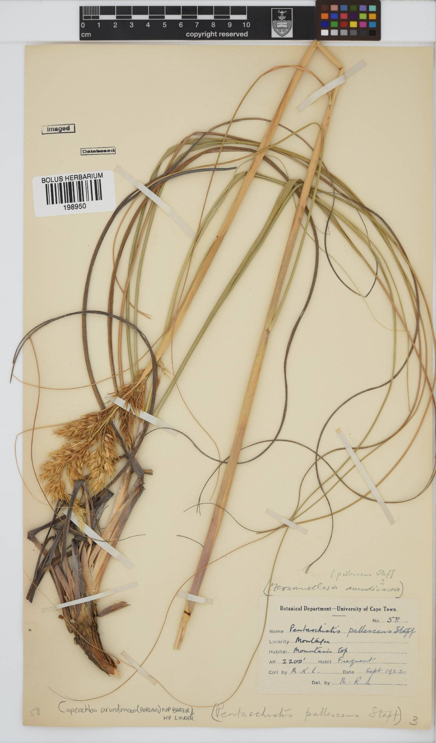 Capeochloa arundinacea image