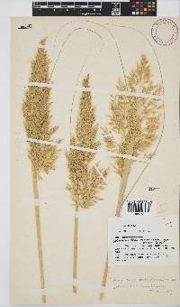 Capeochloa arundinacea image