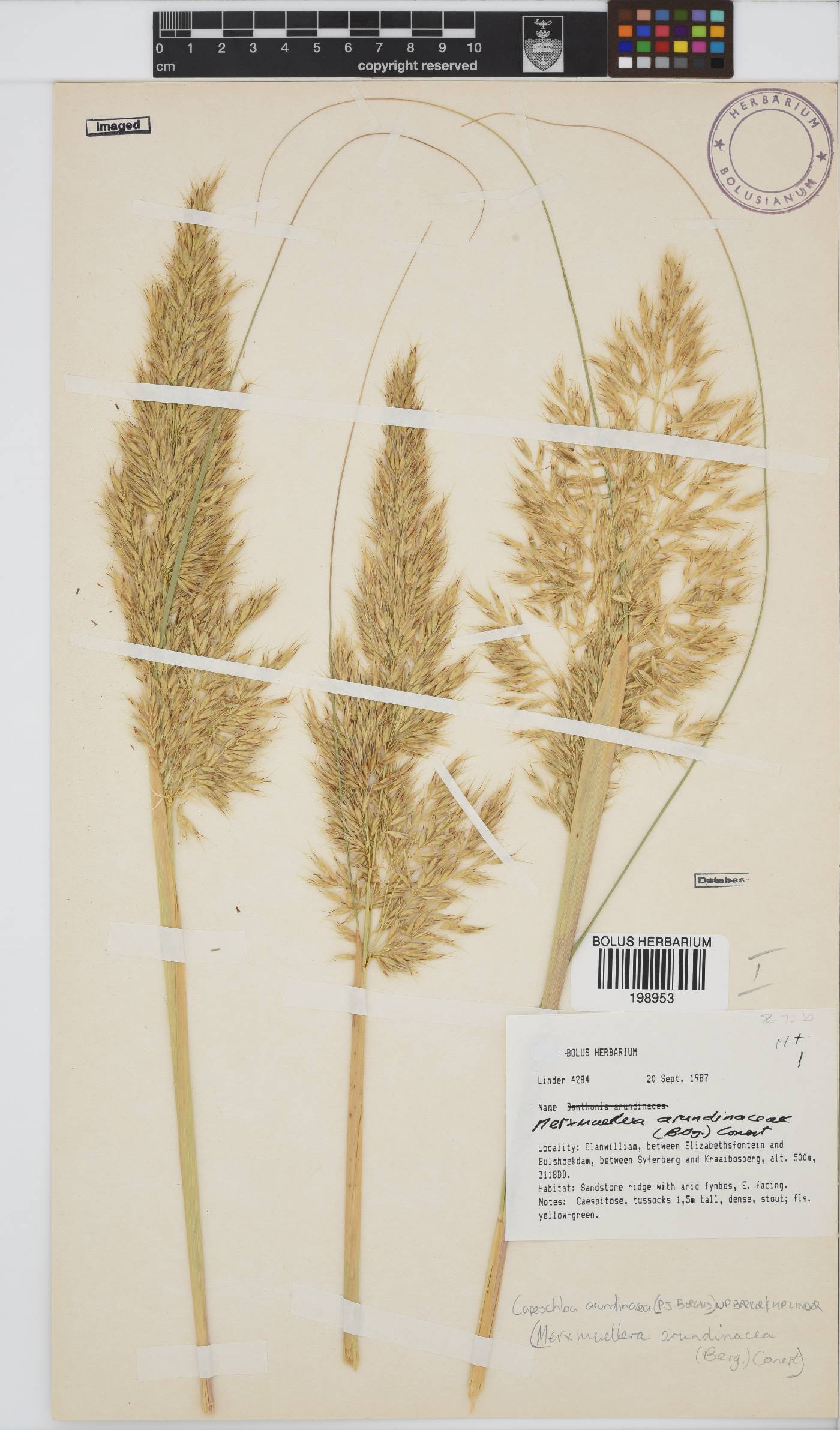 Capeochloa image