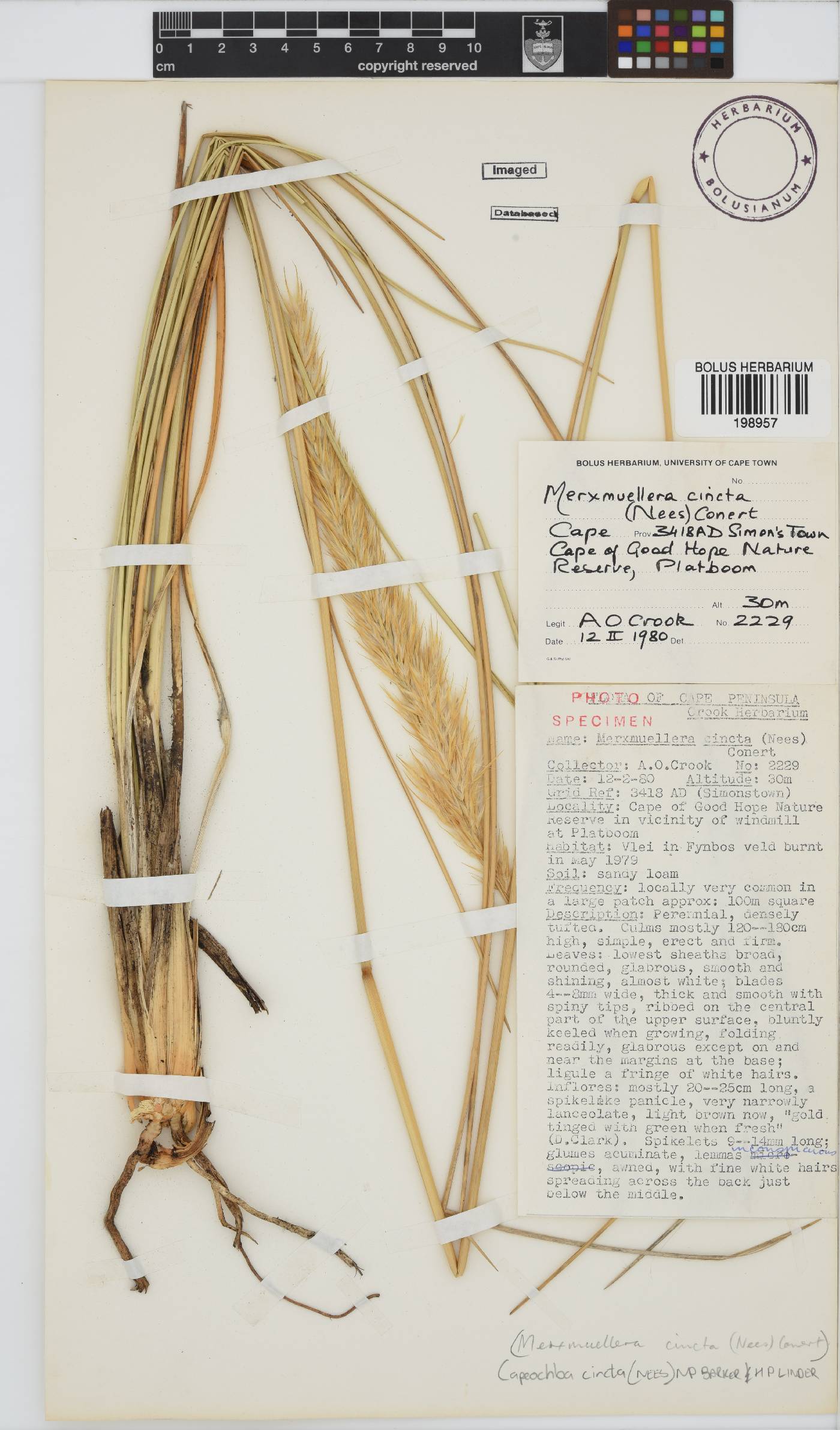 Capeochloa image