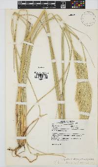 Capeochloa cincta image