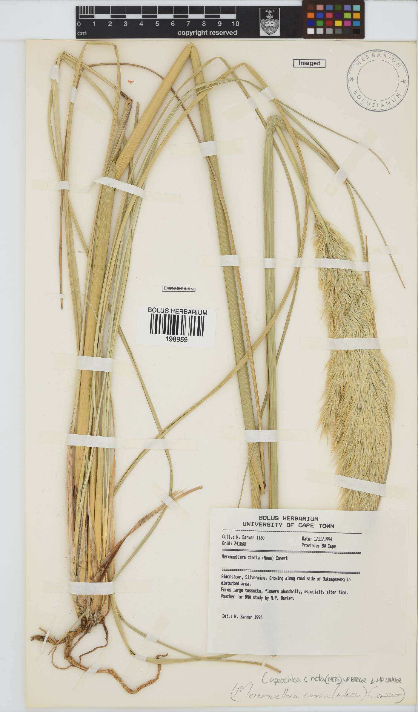 Capeochloa cincta image
